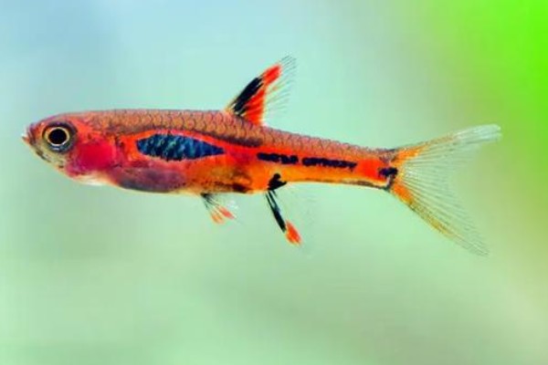 菲律宾裸天竺鲷是什么鱼？