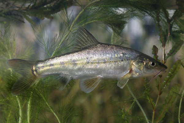 多斑金线鲃是什么鱼?