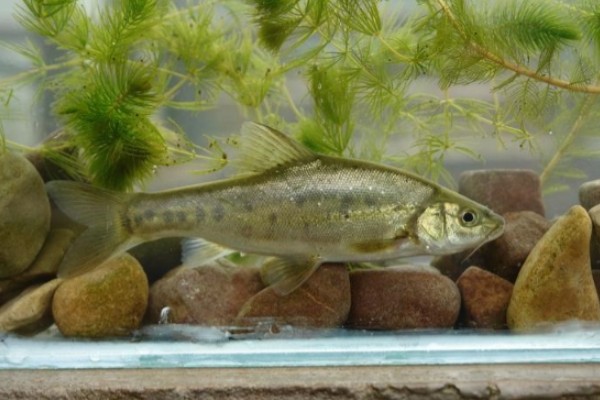 多斑金线鲃是什么鱼?