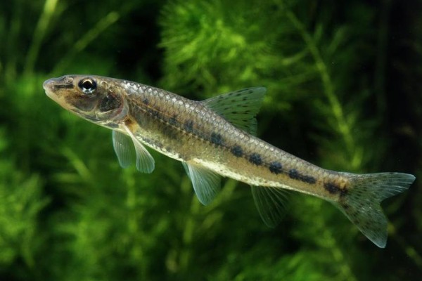 多斑金线鲃是什么鱼?