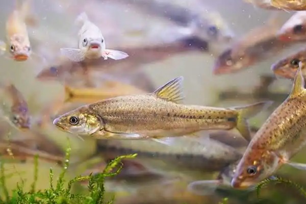 圭山金线鲃是什么鱼？