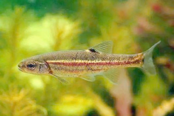 圭山金线鲃是什么鱼？