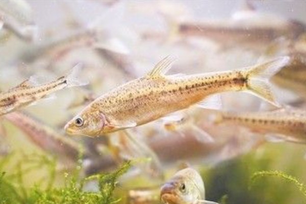 圭山金线鲃是什么鱼？