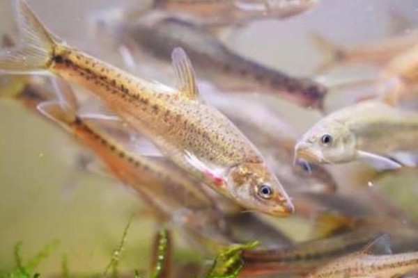 圭山金线鲃是什么鱼？