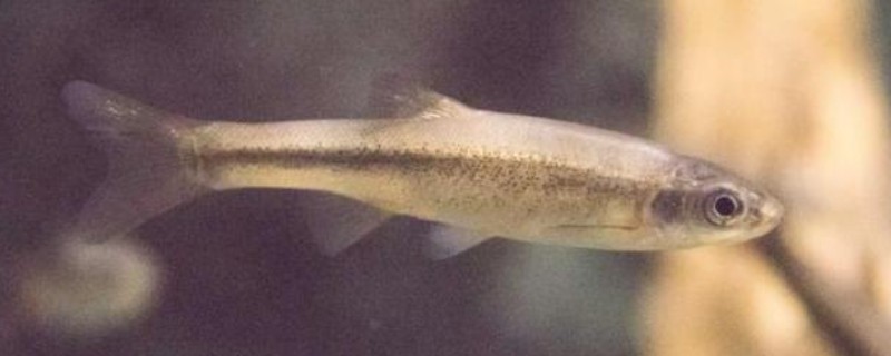 圭山金线鲃是什么鱼?