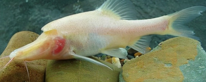 叉背金线鲃是什么鱼？