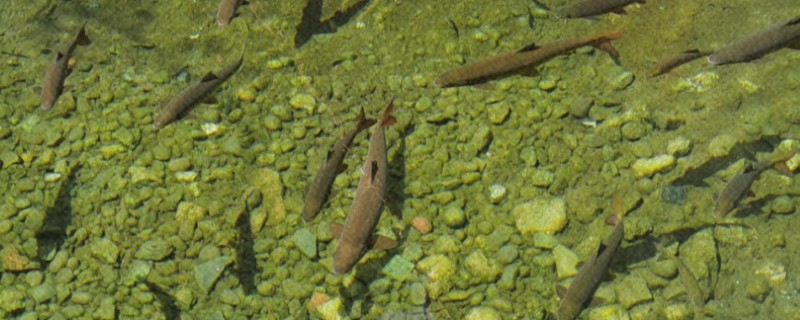 华宁金线鲃是什么鱼？