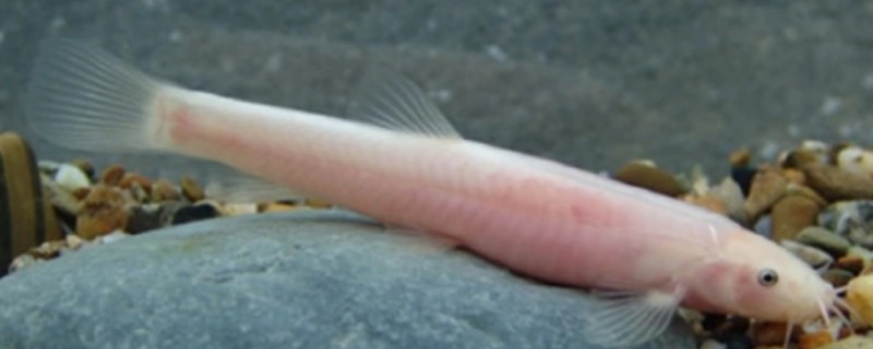 凌云金线鲃是什么鱼？