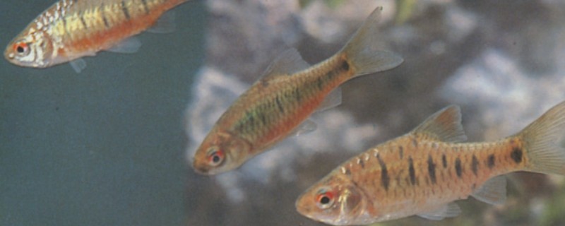 侧条金线鲃是什么鱼？