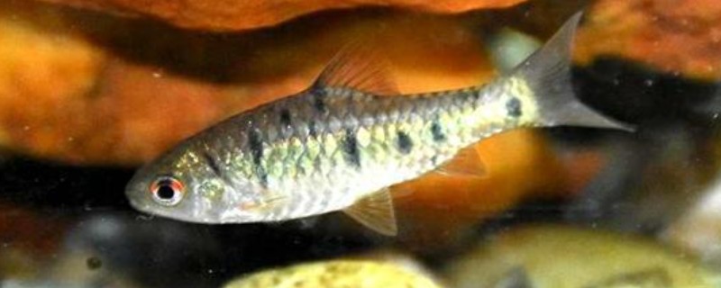 九圩金线鲃是什么鱼？