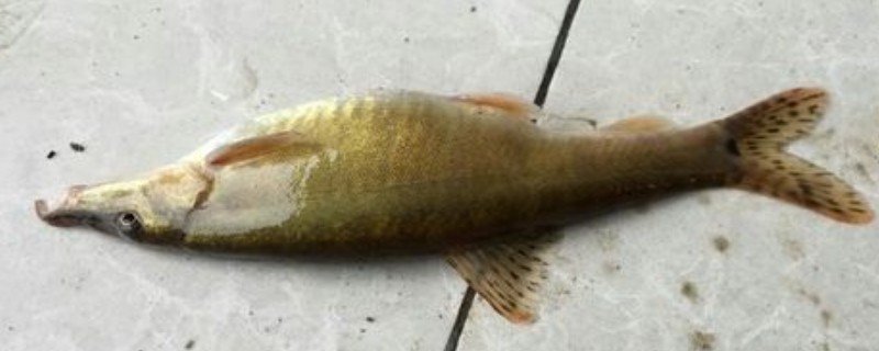 乌蒙山金线鲃是什么鱼？