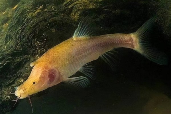 尧兰金线鲃是什么鱼?
