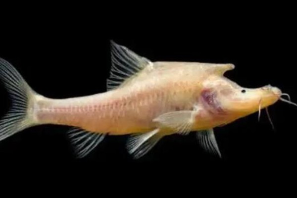 尧兰金线鲃是什么鱼?