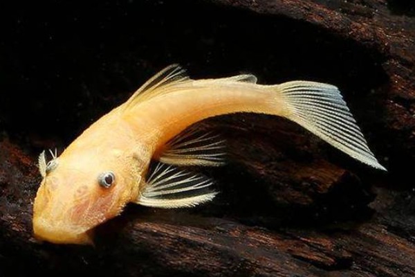 尧兰金线鲃是什么鱼?