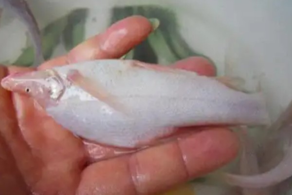 小眼金线鲃是什么鱼？