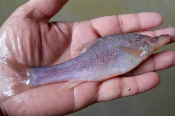 小眼金线鲃是什么鱼？