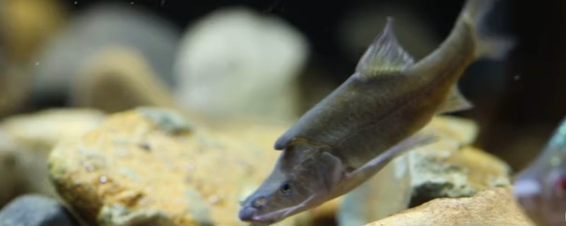 宽角金线鲃是什么鱼？