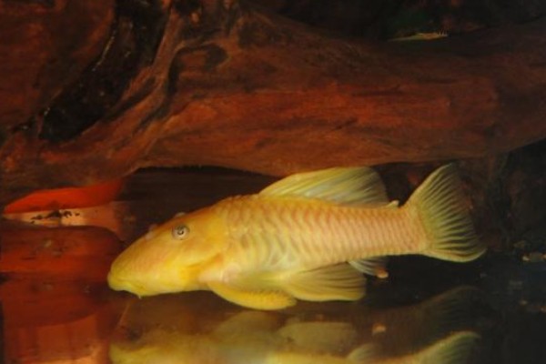 尧兰金线鲃是什么鱼?