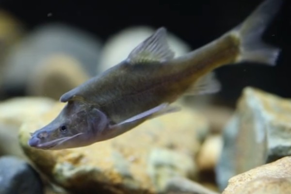 宽角金线鲃是什么鱼？