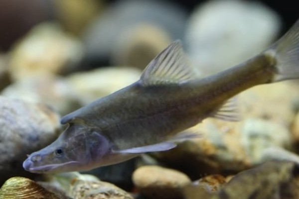 宽角金线鲃是什么鱼？