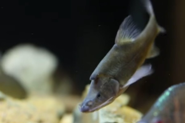 宽角金线鲃是什么鱼？