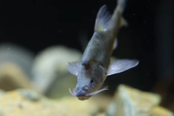 宽角金线鲃是什么鱼？