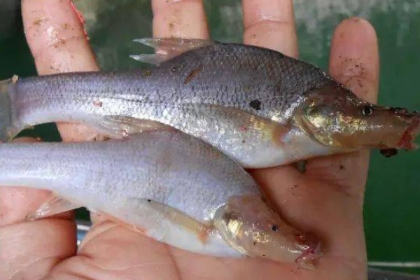 宜山金线鲃是什么鱼？
