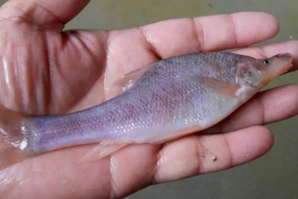 宜山金线鲃是什么鱼？