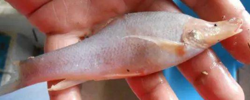 宜山金线鲃是什么鱼？