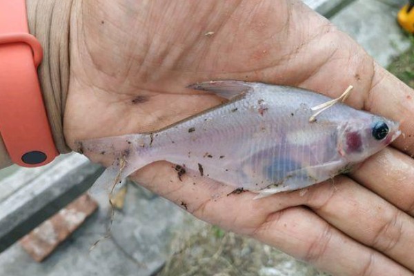 宜山金线鲃是什么鱼？