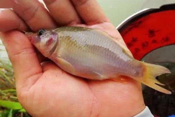 宜山金线鲃是什么鱼？