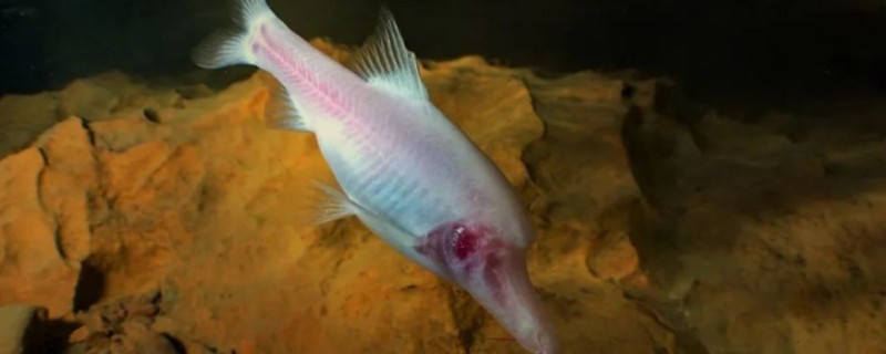 安水金线鲃是什么鱼?