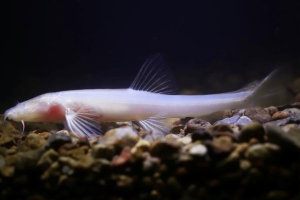 安水金线鲃是什么鱼?