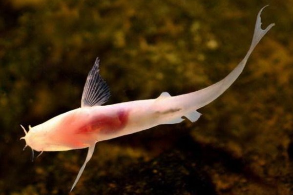 安水金线鲃是什么鱼?