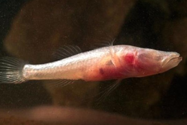 安水金线鲃是什么鱼?