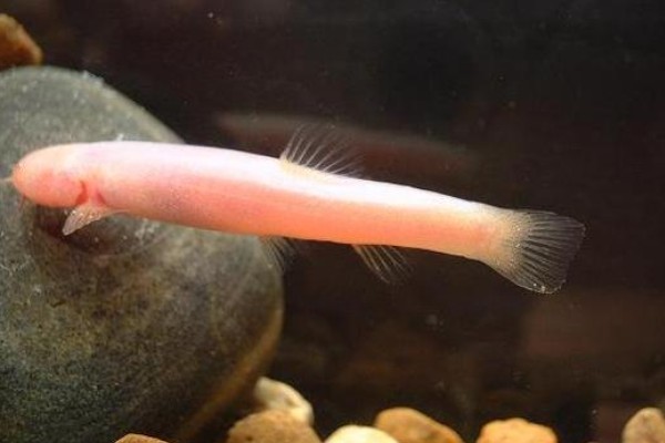 安水金线鲃是什么鱼?