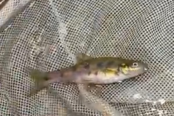 季氏金线鲃是什么鱼？