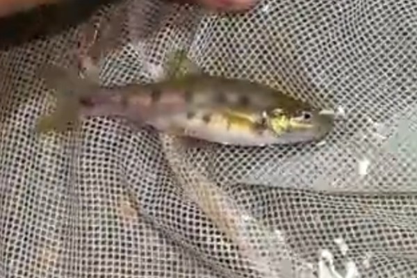 季氏金线鲃是什么鱼？