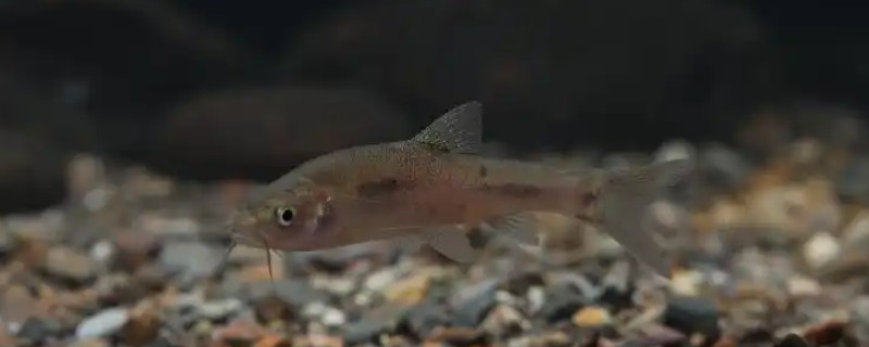 季氏金线鲃是什么鱼?