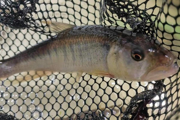 季氏金线鲃是什么鱼？