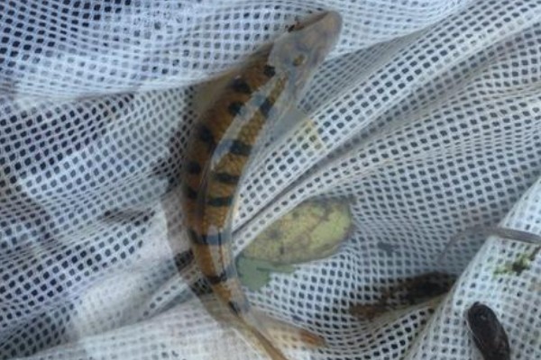 季氏金线鲃是什么鱼？