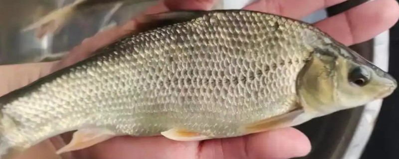 尖头金线鲃是什么鱼？