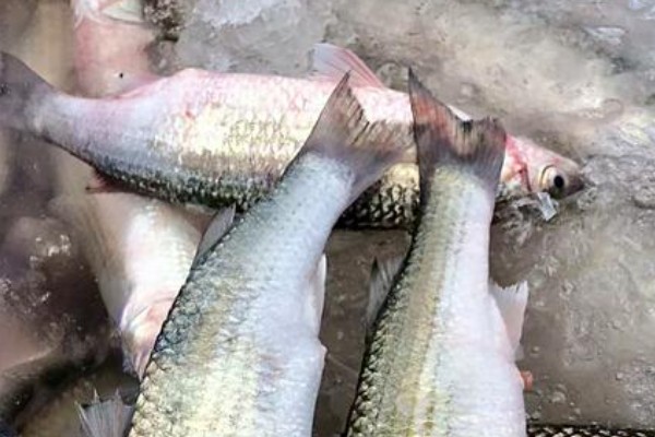 尖头金线鲃是什么鱼？