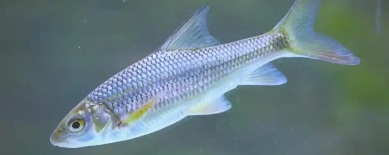 天峨金线鲃是什么鱼?