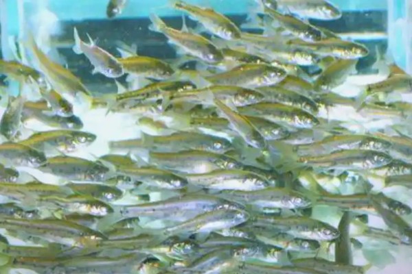 天峨金线鲃是什么鱼？