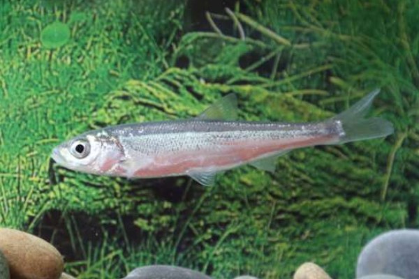 天峨金线鲃是什么鱼？