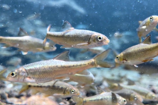 天峨金线鲃是什么鱼？