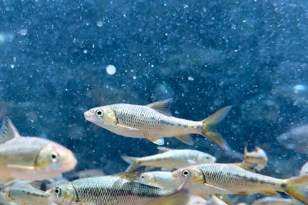 天峨金线鲃是什么鱼？