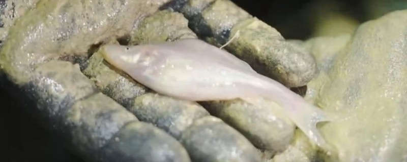 大眼金线鲃是什么鱼?