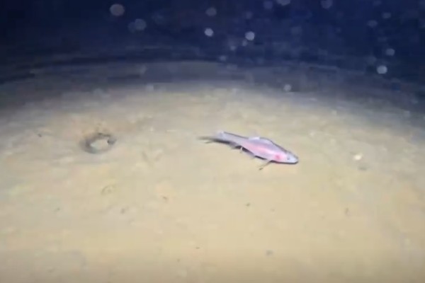 大眼金线鲃是什么鱼？